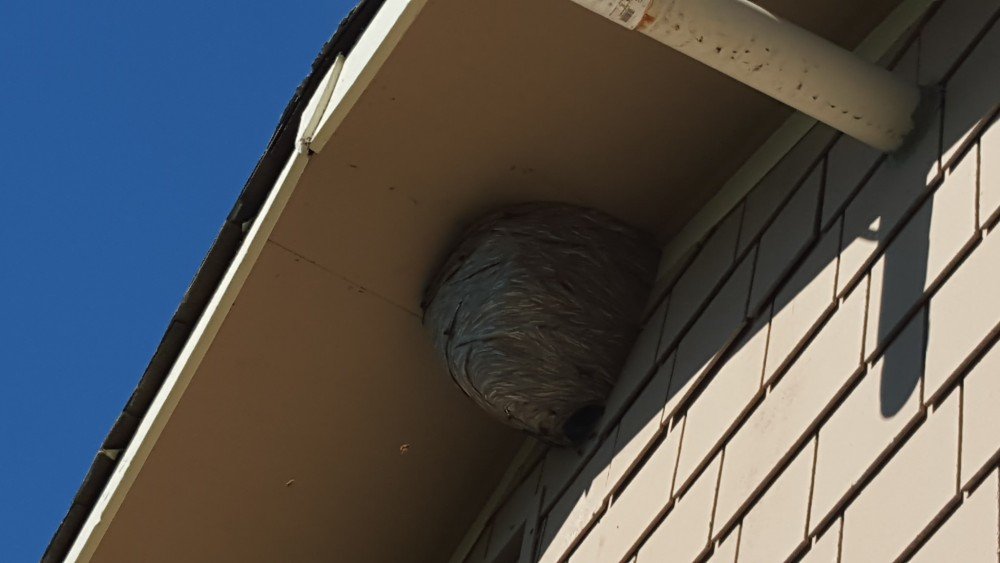 wasps at home inspection