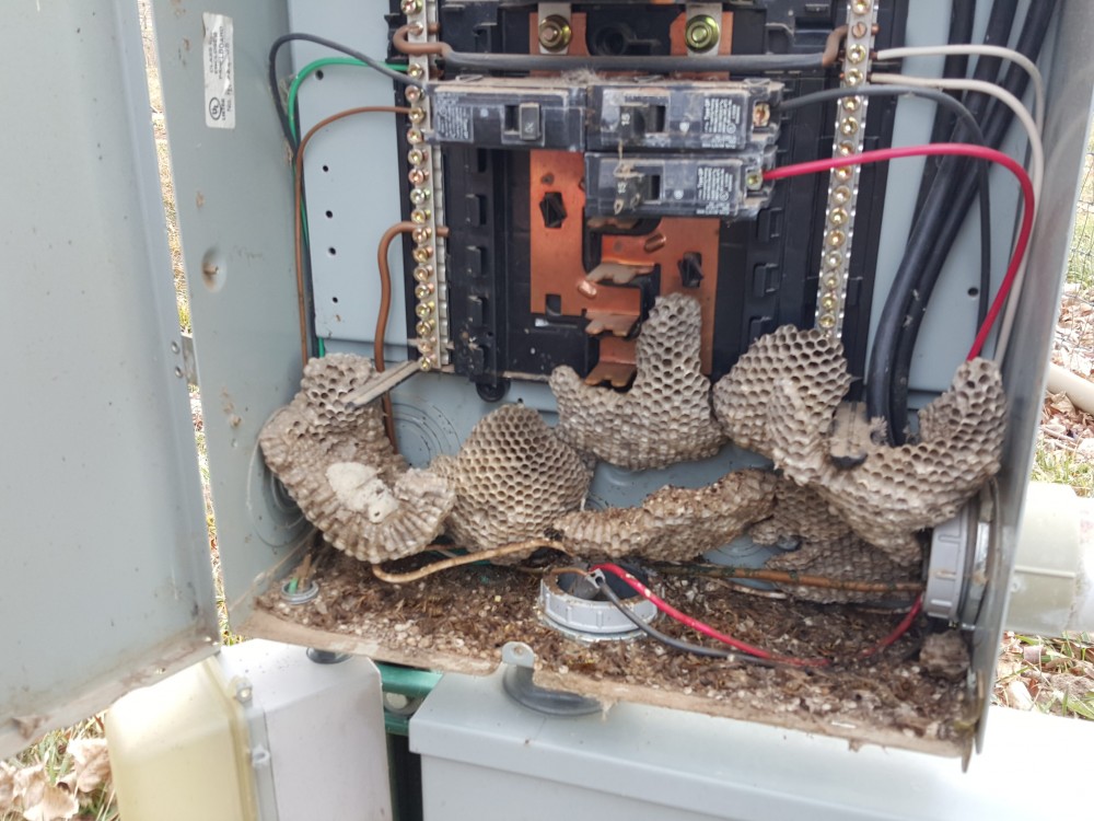 wasps in panel at home inspection