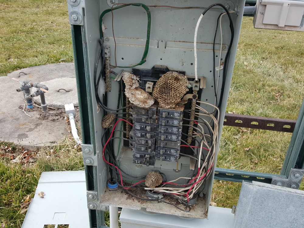 wasps in panel at home inspection