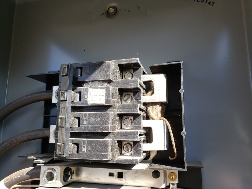 Home inspection fails. Mouse in the breaker.