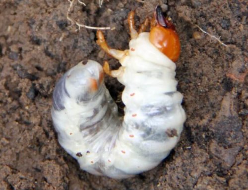 Common Backyard Pests in Denver (and How to Get Rid of Them)