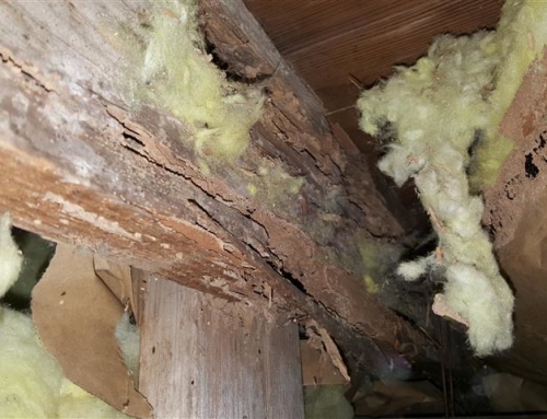 Wood Rot or Termite Damage? How To Tell to the Difference