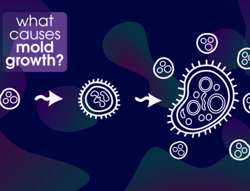 What Causes Mold Growth
