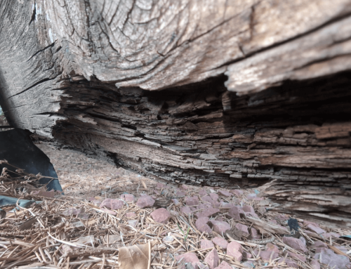 What Do Inspectors Look For During a Pest Inspection?