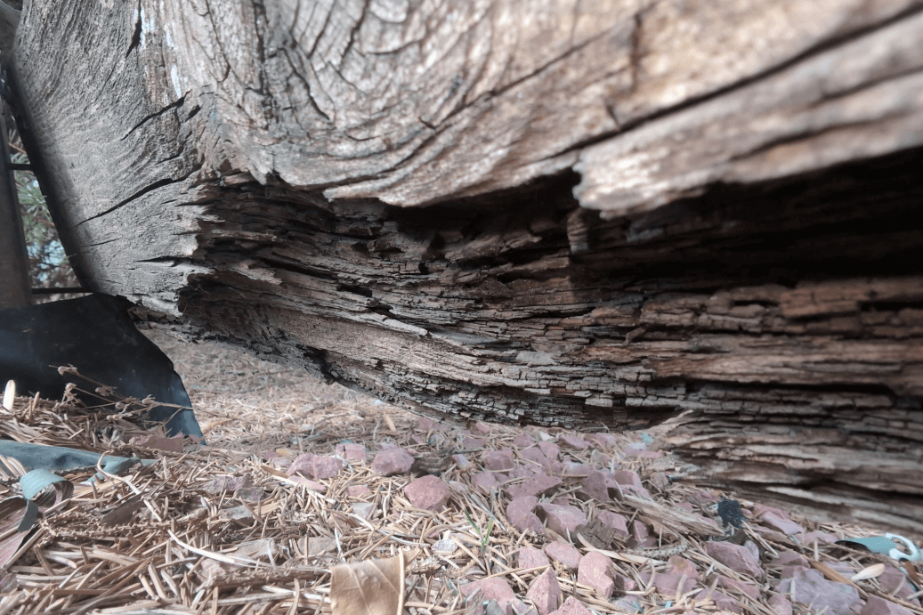 termite damage at pest inspection