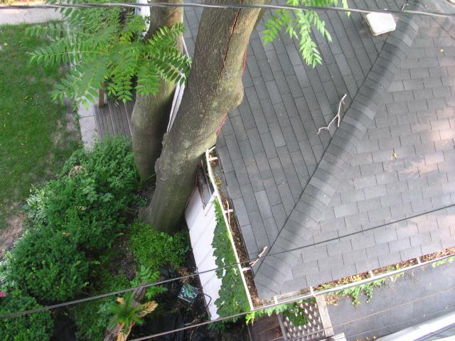 Tree too close to house